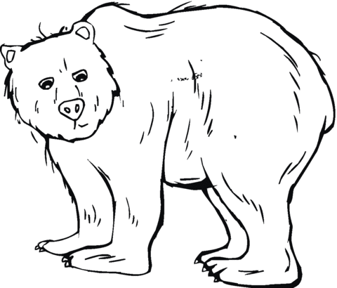 Grizzly Bear Coloring Page